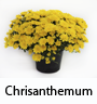 Chrisanthemum